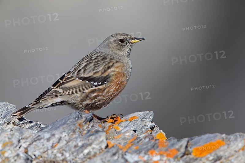 Alpenbraunelle, Alpine Accentor, Prunella collaris, Accenteur alpin, Acentor Alpino