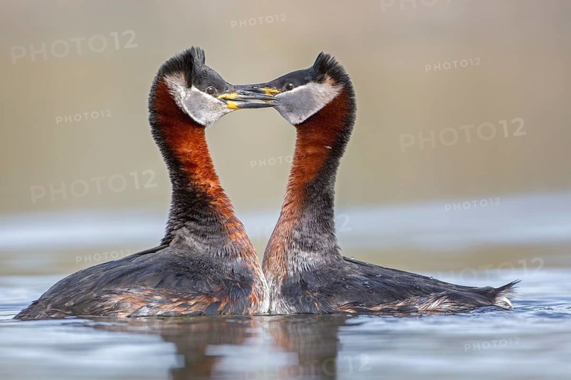 Red-necked Grebe (Podiceps grisegena) pair displaying, Saxony-Anhalt, Germany
