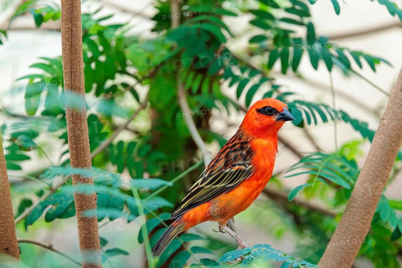 A male red fody (Foudia madagascariensis) sits in a tree. Madagascar, Amirantes, Comoros, Seychelles, Mauritius, Réunion, Saint Helena
