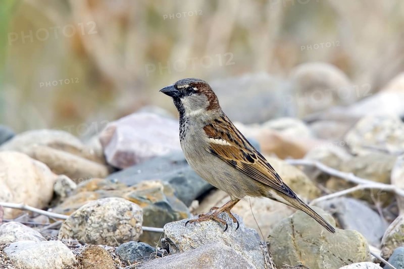 House Sparrow Passer domesticus Tucson, Pima County, ARIZONA, United States 14 March Adult Male Passeridae