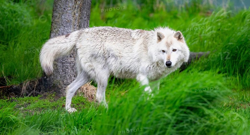 Arctic wolf (Canis lupus arctos), Alaska, USA
