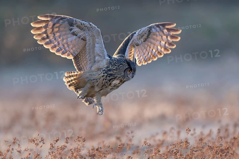 Eurasian Eagle-owl (Bubo bubo), in flight over a meadow in the last light, backlight, Swabian Alb biosphere reserve, Baden-Württemberg, Germany