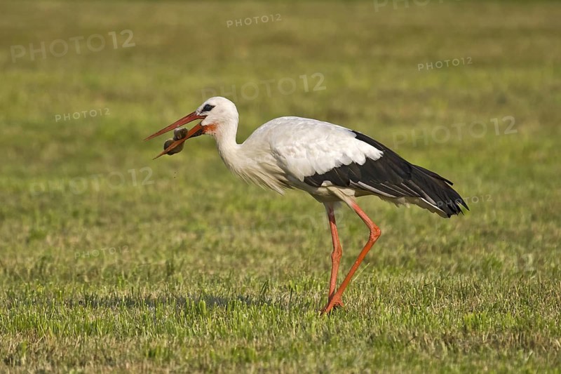 White Stork (Ciconia ciconia) eating a mouse, Bavaria, Germany