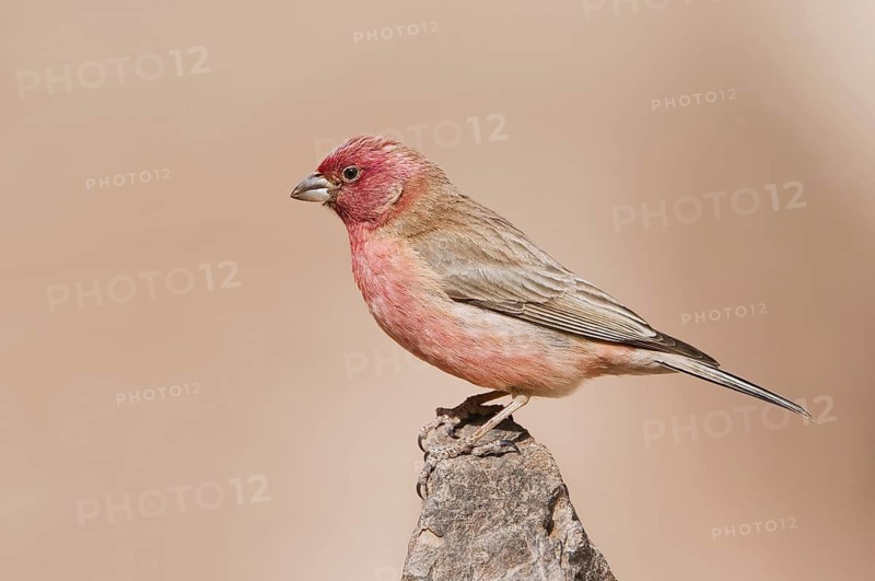 Sinai Rosefinch (Carpodacus synoicus) male, Eilat, Israel