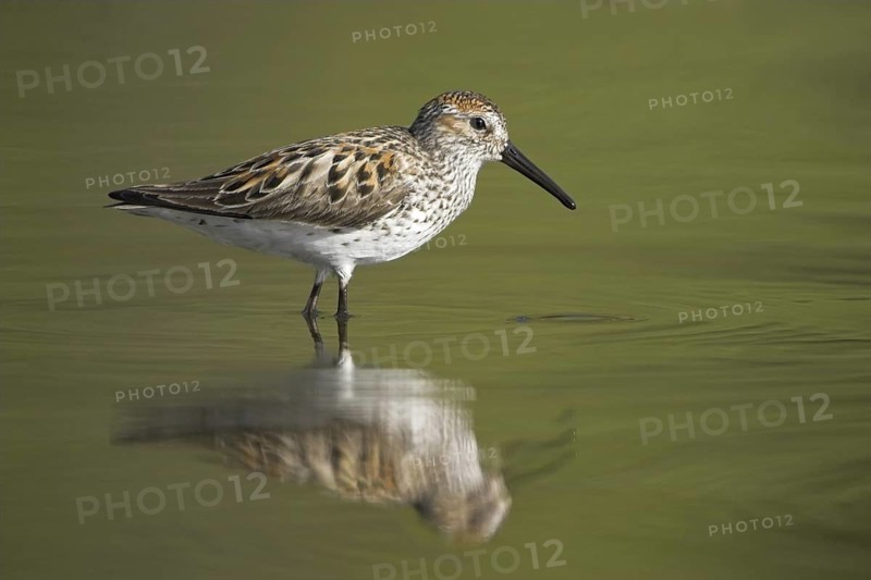 Western Sandpiper (Calidris mauri), British Columbia, Canada