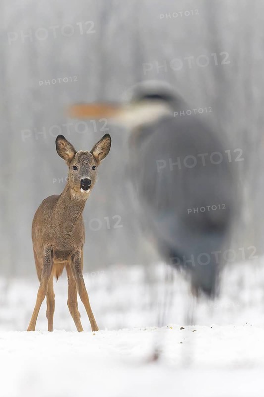Roe deer (Capreolus capreolus) winter coat, foraging, portrait, snow and frost, leap, narrow deer, fawn, winter time, leaf hunting, hunting, hunter, buck, roebuck, grey heron in foreground, framed cloven-hoofed deer, Kiskunsag National Park, Hungary