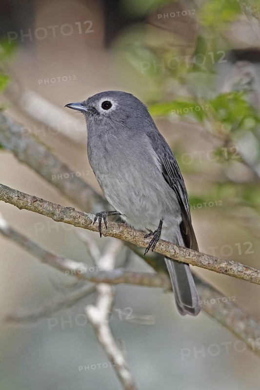 White-eyed Slaty Flycatcher (Melaenornis fischeri), Nyeri County, Kenya