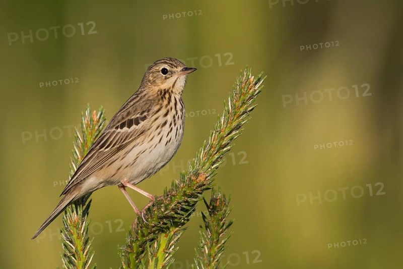 Tree Pipit - Baumpieper - Anthus trivialis ssp. trivialis, Russia