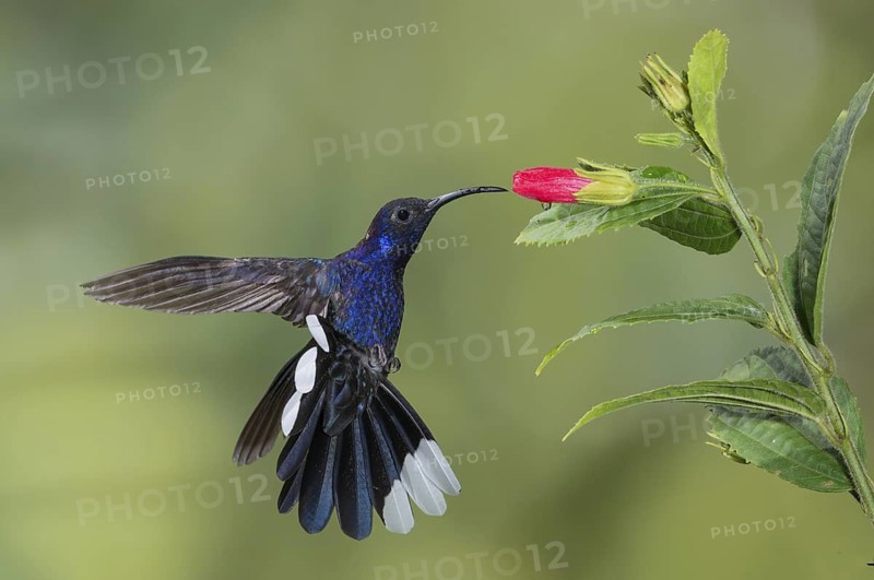 Violet Sabrewing (Campylopterus hemileucurus), Costa Rica