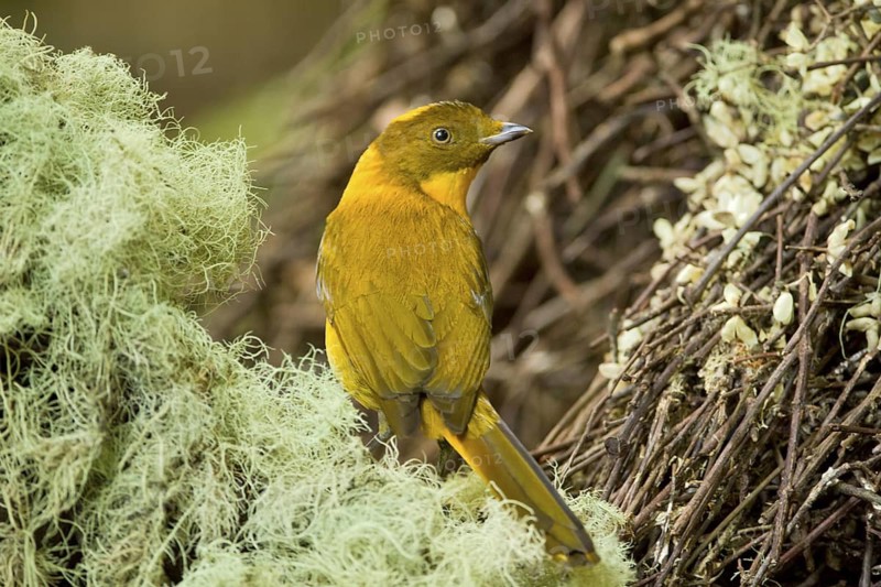 Golden Bowerbird (Prionodura newtoniana) male, Queensland, Australia
