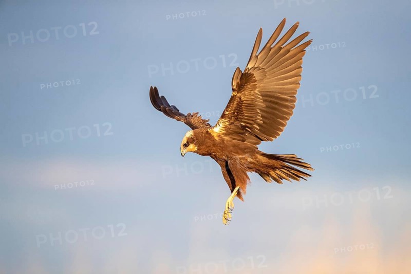 Western Marsh Harrier (Circus aeruginosus) female flying, Castile-La Mancha, Spain