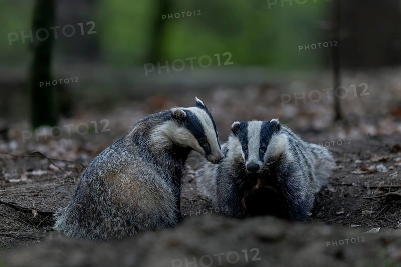 A pair of badgers (Meles meles) grooming each other at the roof castle, fun, joie de vivre, togetherness, nocturnal, Germany