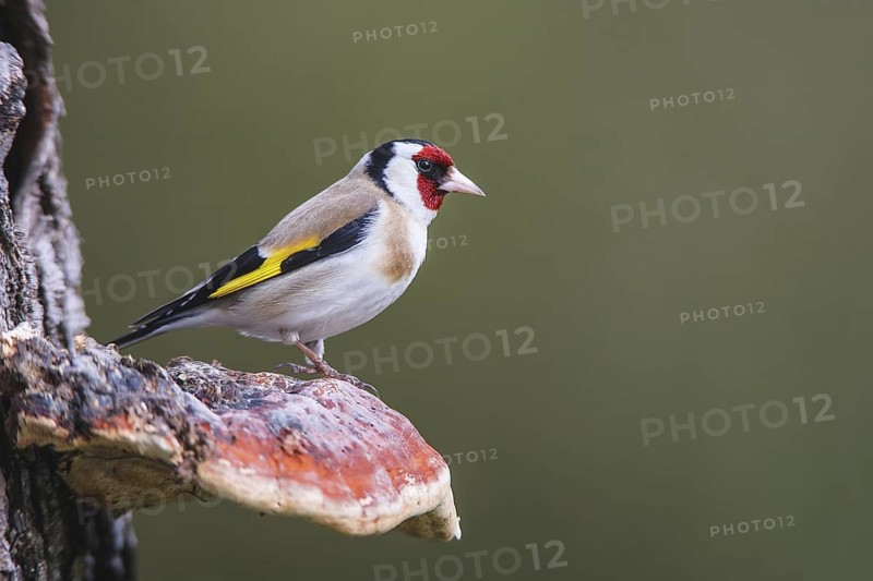 European Goldfinch (Carduelis carduelis), Bavaria, Germany