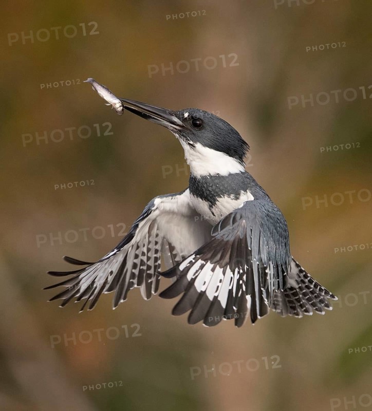 Belted Kingfisher (Megaceryle alcyon) male flying with fish prey in its beak, Florida, USA