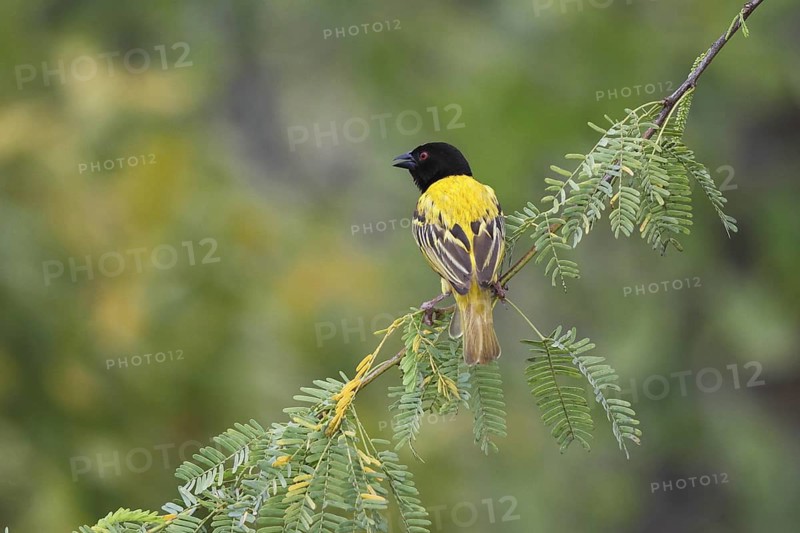 Golden-backed Weaver (Ploceus jacksoni) male, Lake Baringo, Kenya