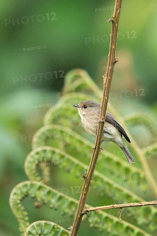 African Dusky Flycatcher (Muscicapa adusta minima) perched on a twig, Sheka, Ethiopia