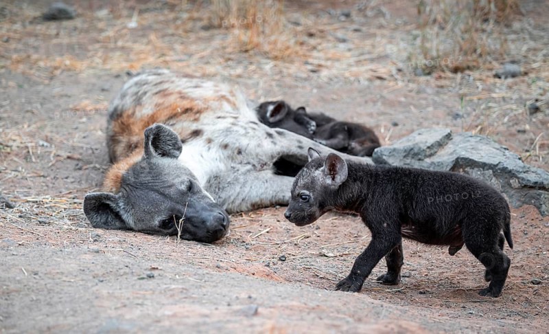 Spotted hyena (Crocuta crocuta), adult female with cubs, lying down, suckling her cubs, Kruger National Park, South Africa