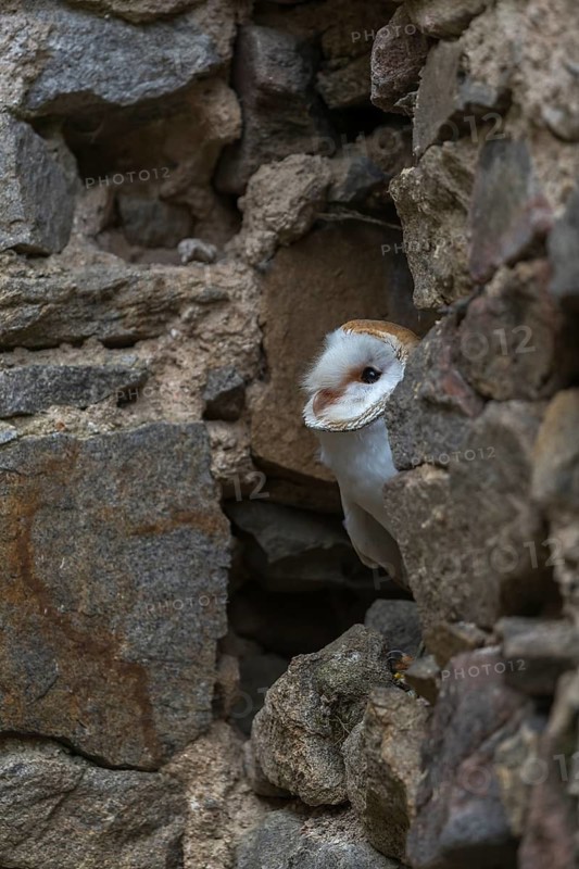 One barn owl (Tyto alba) sitting in a hole in a wall of a ruin of a monastery