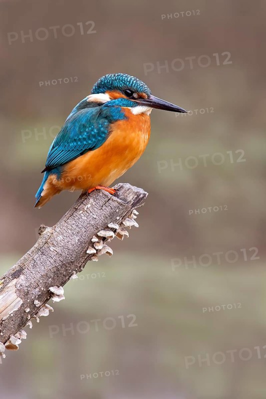 Common kingfisher (Alcedo atthis) on its perch, Tyrol, Austria