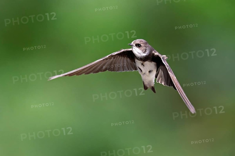 Sand martin (Riparia riparia), in flight, Reussegg nature reserve, Canton Aargau, Switzerland