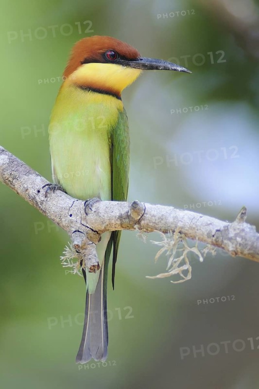 Chestnut-headed Bee-eater (Merops leschenaulti), Sri Lanka
