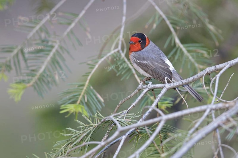 Red-faced Warbler (Cardellina rubrifrons) perched on a branch in southern Arizona, USA
