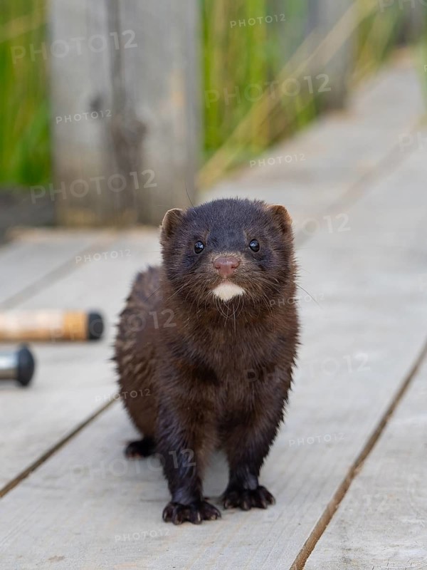 A curious mink