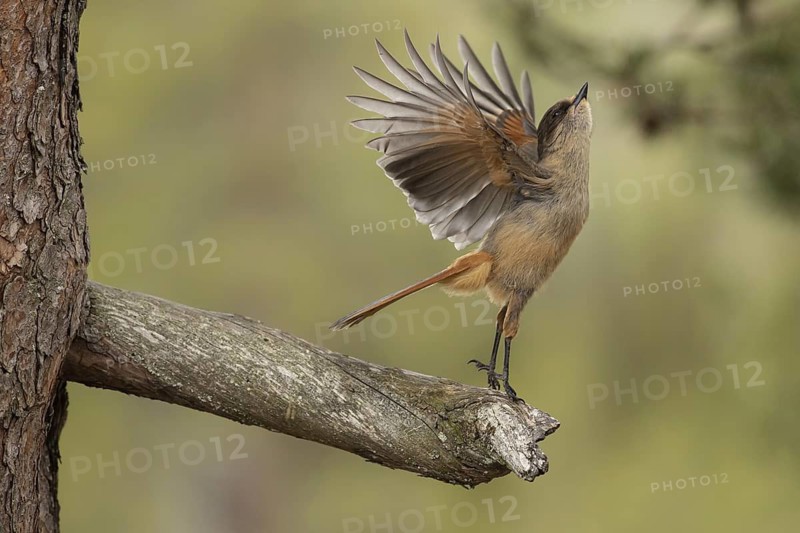 Siberian Jay (Perisoreus infaustus) perched on a branch, Dalarna, Sweden