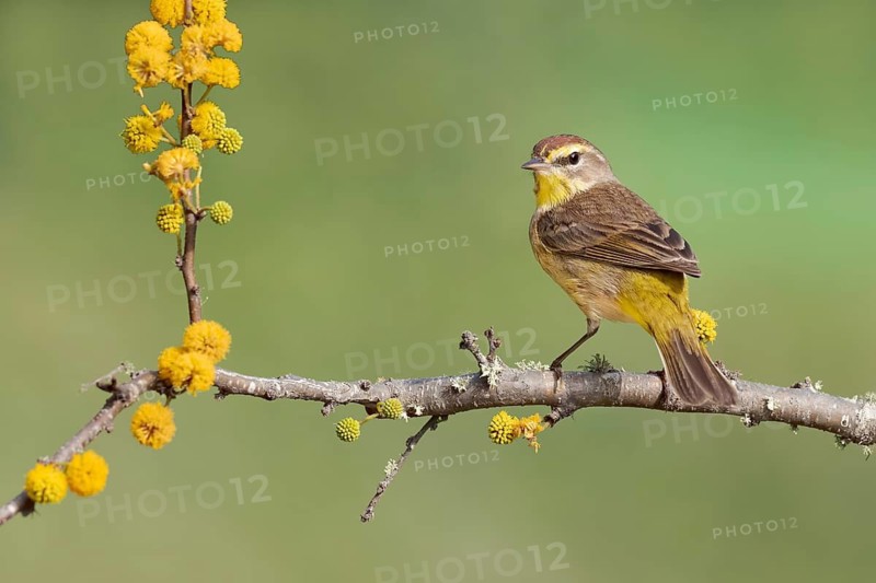 Palm Warbler (Setophaga palmarum hypochrysea) perched on a flowering branch, Texas, USA
