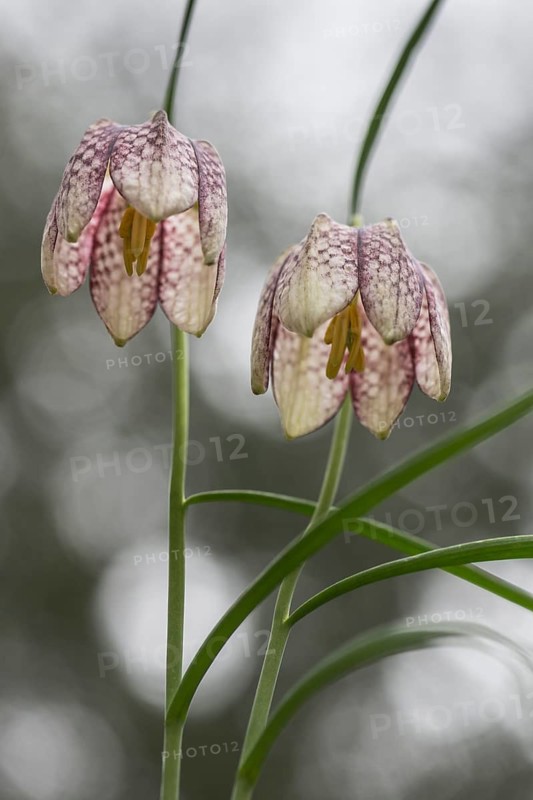 Snake's Head Fritillary (Fritillaria meleagris), Emsland, Lower Saxony, Germany