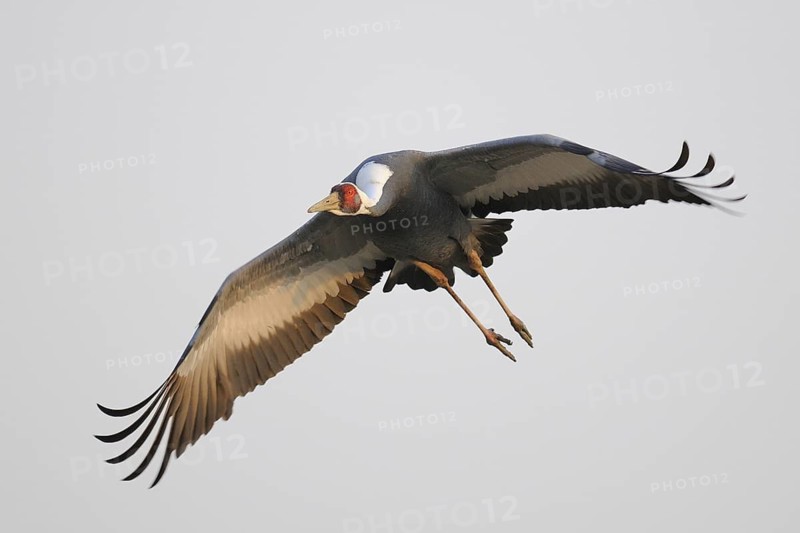 White-naped Crane (Antigone vipio) flying, Arasaki, Japan