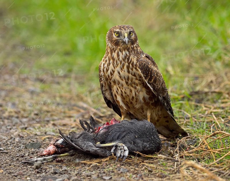 Northern Harrier (Circus cyaneus) eating American Coot (Fulica americana)