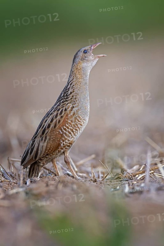 Corn Crake (Crex crex) calling, Saxony-Anhalt, Germany