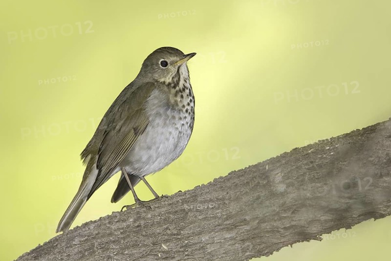 Hermit Thrush (Catharus guttatus), Arizona, USA