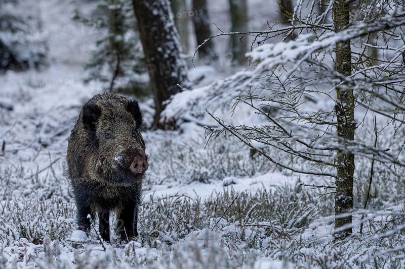 Did the wild boar (Sus scrofa) pick up the scent of a female boar, early winter, winter, snow, cold, mating season, November, Denmark