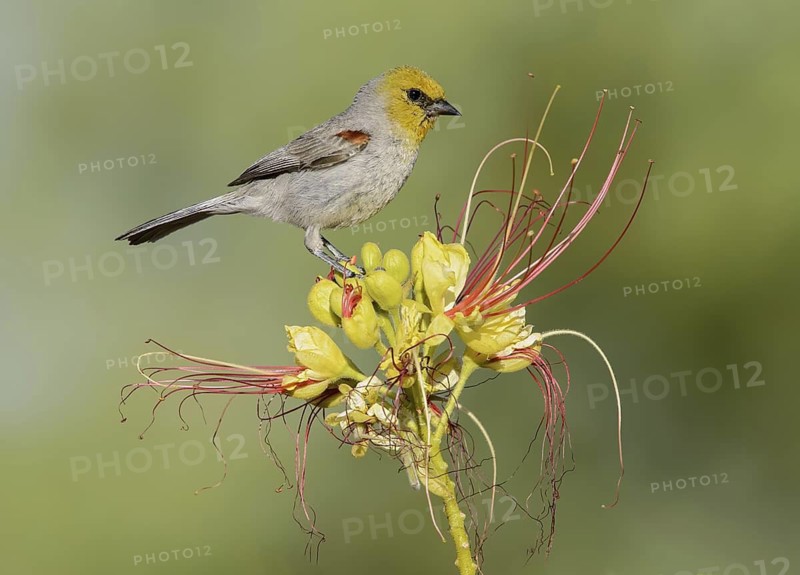 Verdin (Auriparus flaviceps), Texas, USA
