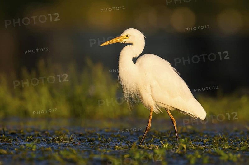 Intermediate Egret (Ardea intermedia) foraging, Queensland, Australia