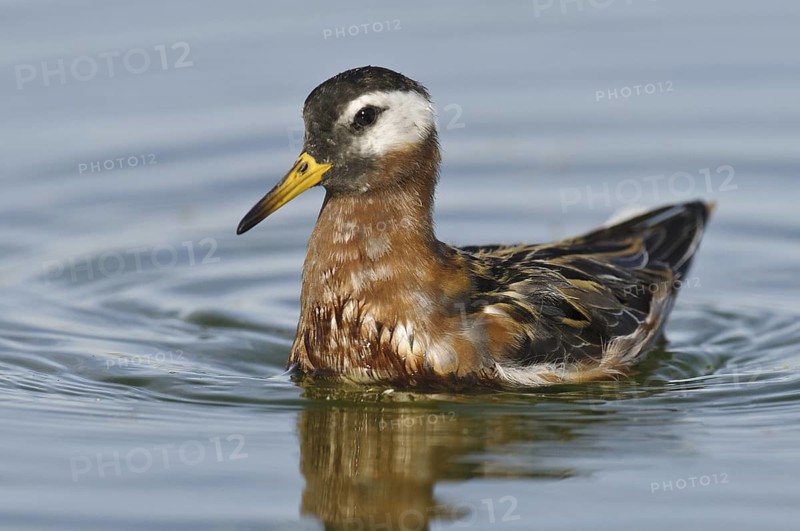Red Phalarope (Phalaropus fulicarius), Arizona, USA