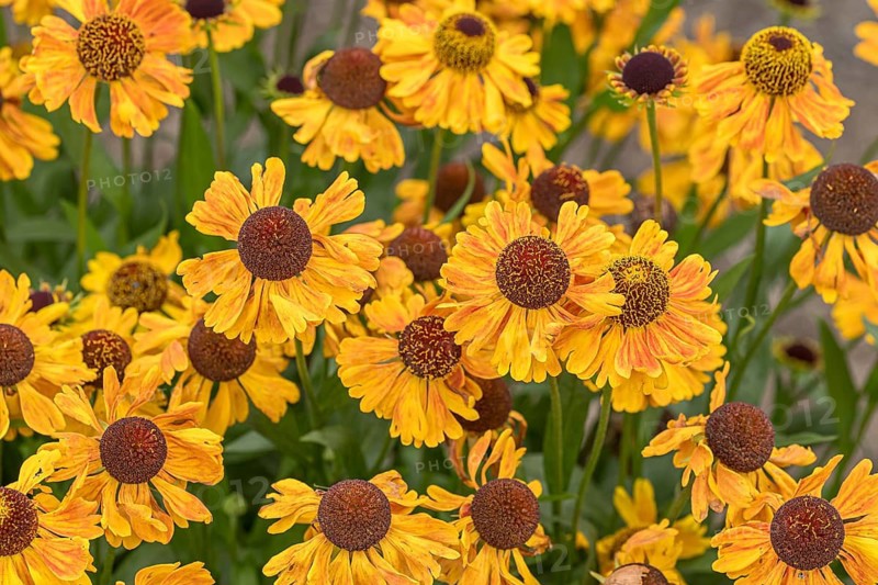 Sunflower (Helenium 'Carmen'), RHS Garden Bridgewater, Great Britain