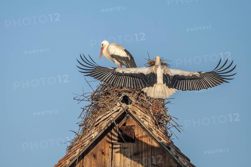 Two white storks (ciconia ciconia) at the start of the nesting season. One is on the nest while the other is fetching branches in flight. Muttersholtz, Bas Rhin, Alsace, France