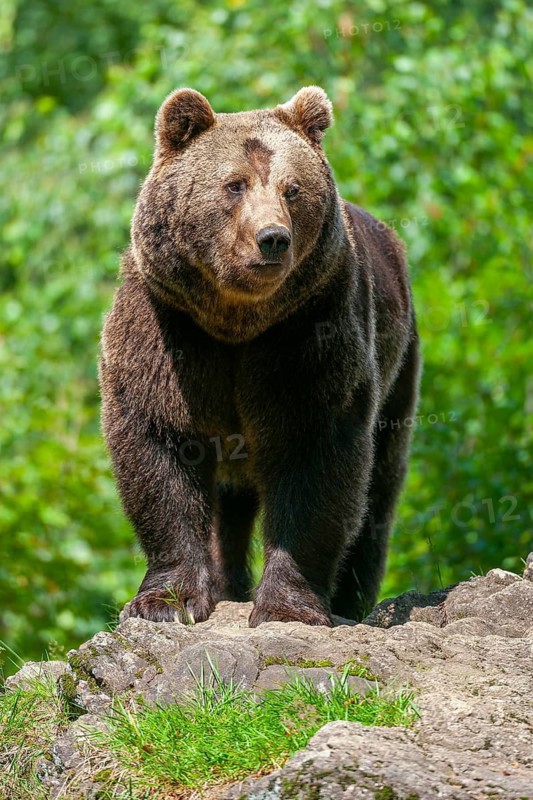 Brown bear (Ursus arctos) standing on a rock and looking attentively, captive, Bavarian Forest National Park, Bavaria, Germany