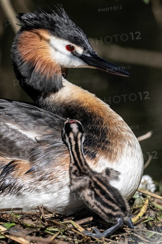 Great Crested Grebe (Podiceps Scalloped ribbonfish) with juvenile, Emsland, Lower Saxony, Germany