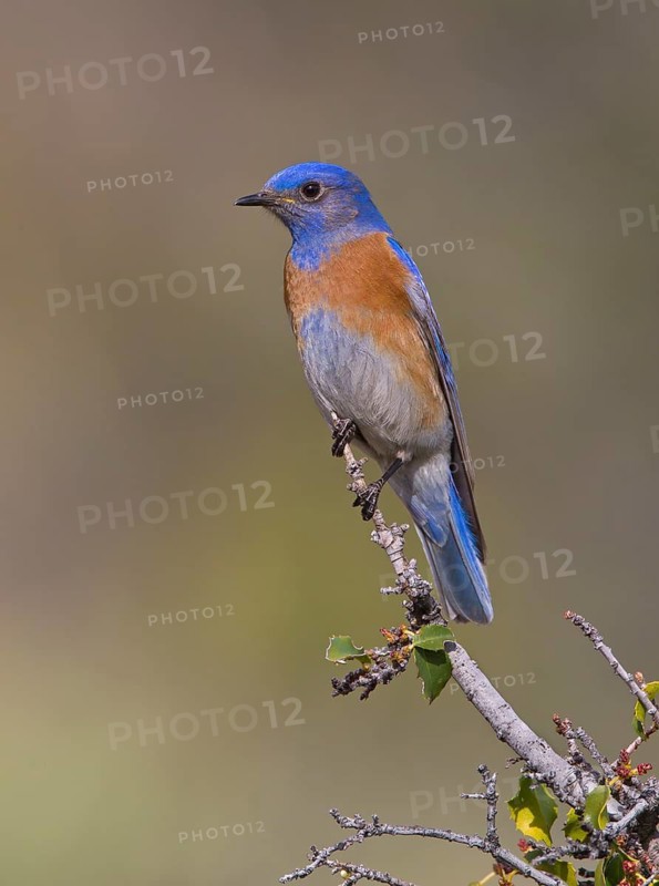 Western Bluebird (Sialia mexicana) male, California, USA