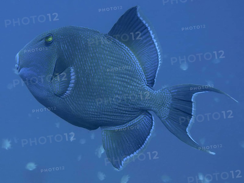 Blue-striped triggerfish (Pseudobalistes fuscus)