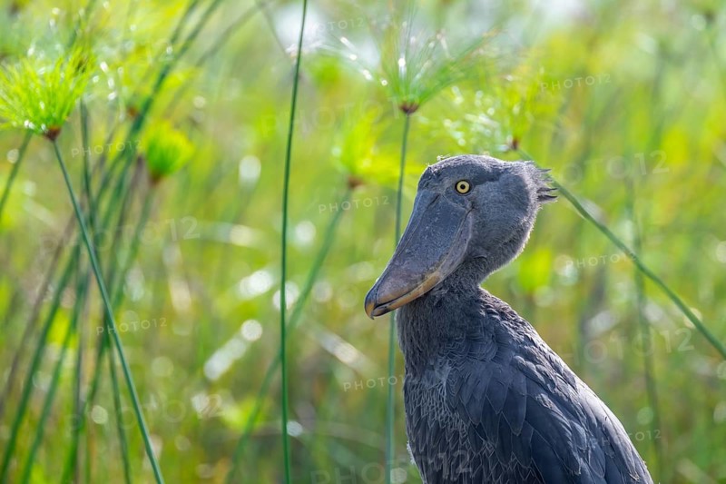 Shoebill (Balaeniceps rex) in the swamps of Mabamba between Papyrus, Lake Victoria, Uganda