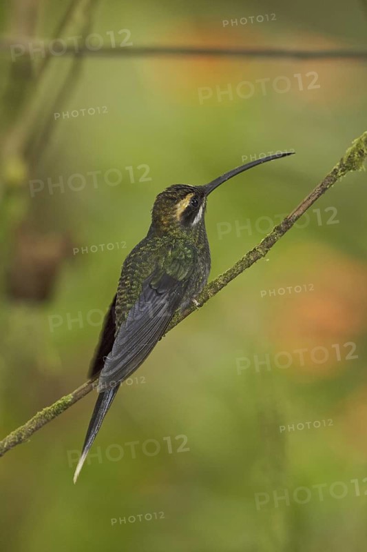 White-whiskered Hermit (Phaethornis yaruqui), Ecuador