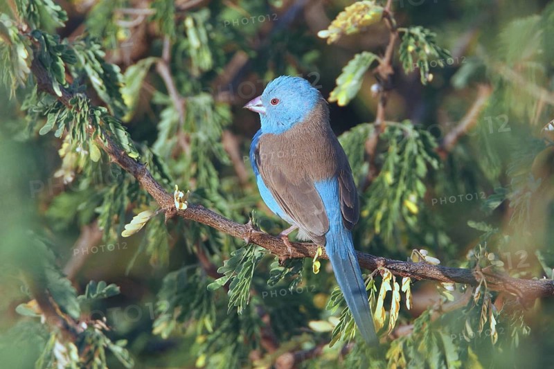 Blue-capped Cordon-bleu (Uraeginthus cyanocephalus) male, Samburu, Kenya