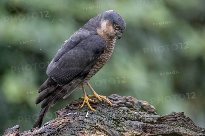 Sparrowhawk (Accipiter nisus), Emsland, Lower Saxony, Germany
