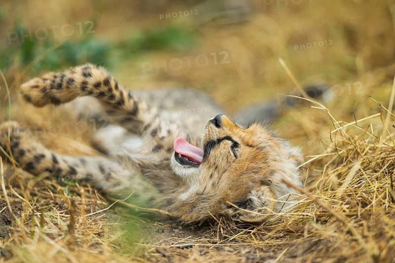 Cheetah (Acinonyx jubatus) youngster lying on a meadow, captive, occurrence Africa