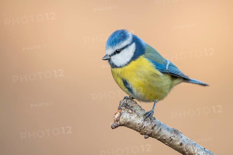 Eurasian Blue Tit (Cyanistes caeruleus) perched on a branch, Lower Saxony, Germany